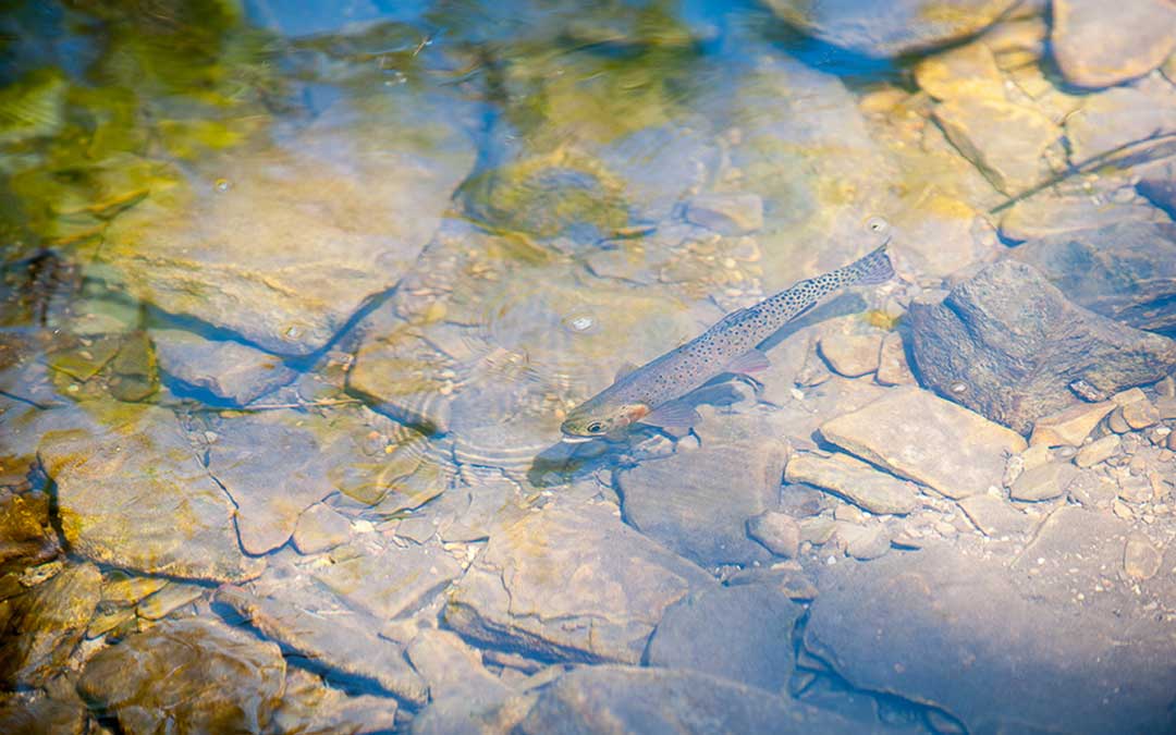 A cutthroat trout hides in clear, clean water