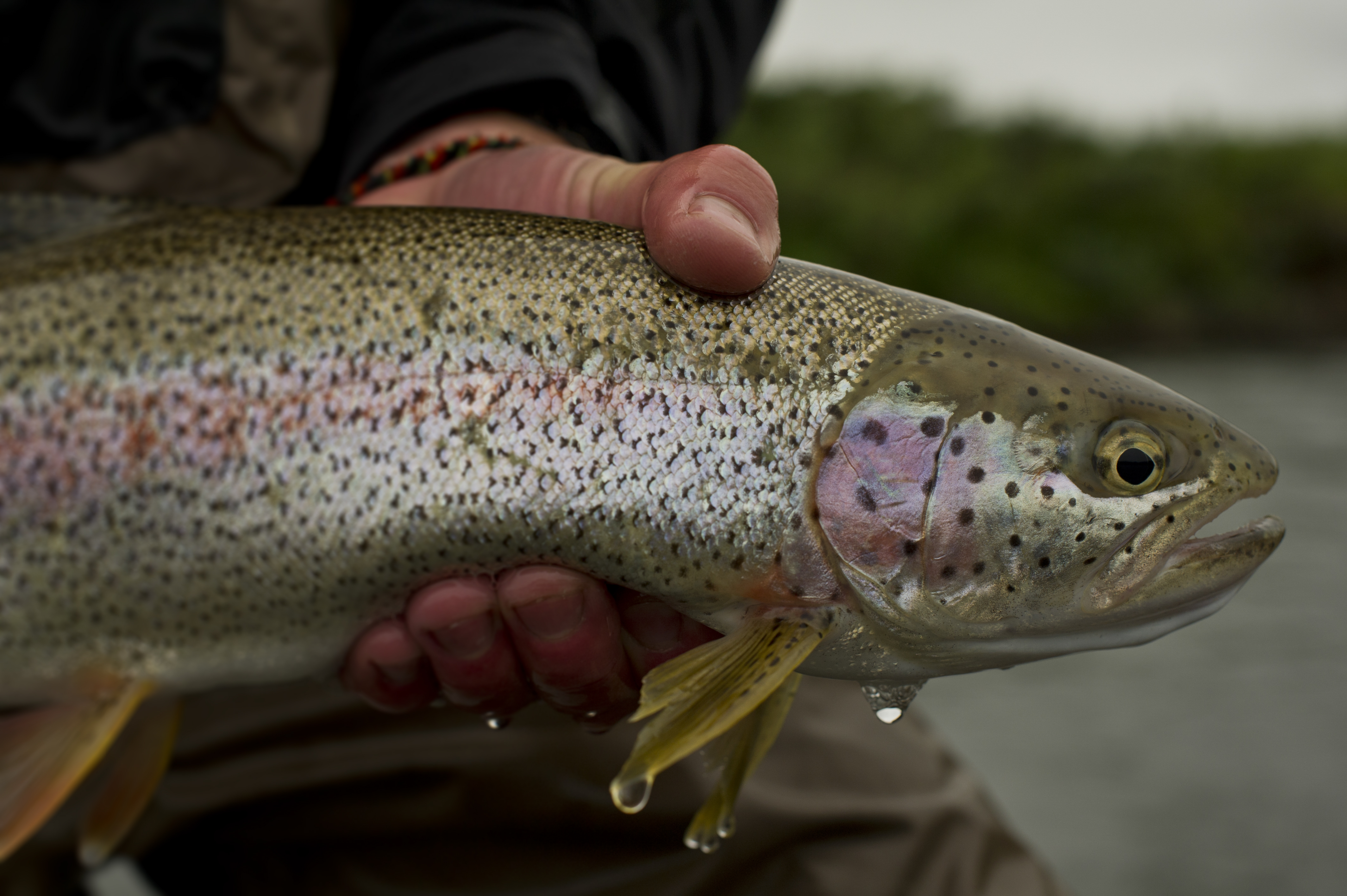 Apparel Company Joins the Fight to Save Bristol Bay - Fly Fishing